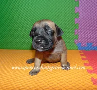 Heidi, a female English Mastiff for sale in Cabool, MO – 9 of 10