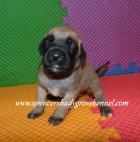 Hailey, a female English Mastiff for sale in Cabool, MO – 8 of 10