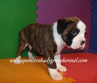 Bo, a male Boxer for sale in Cabool, MO – 5 of 10