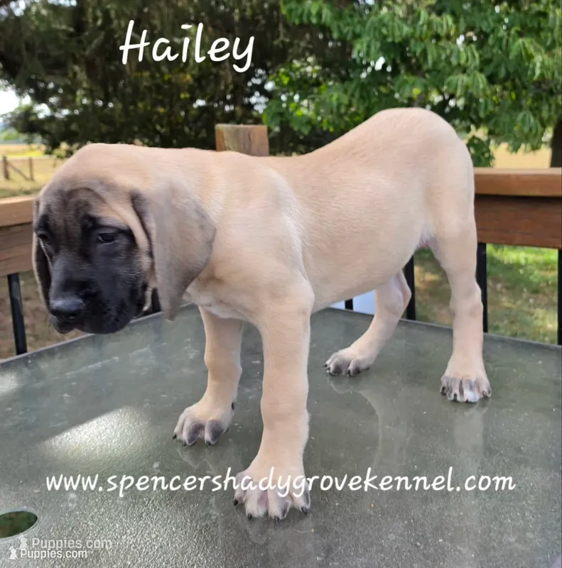 Hailey – English Mastiff puppy for sale in Cabool, MO