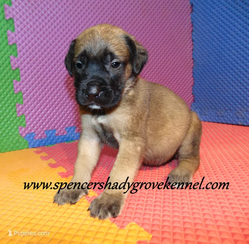 Daisy – English Mastiff puppy for sale in Cabool, MO