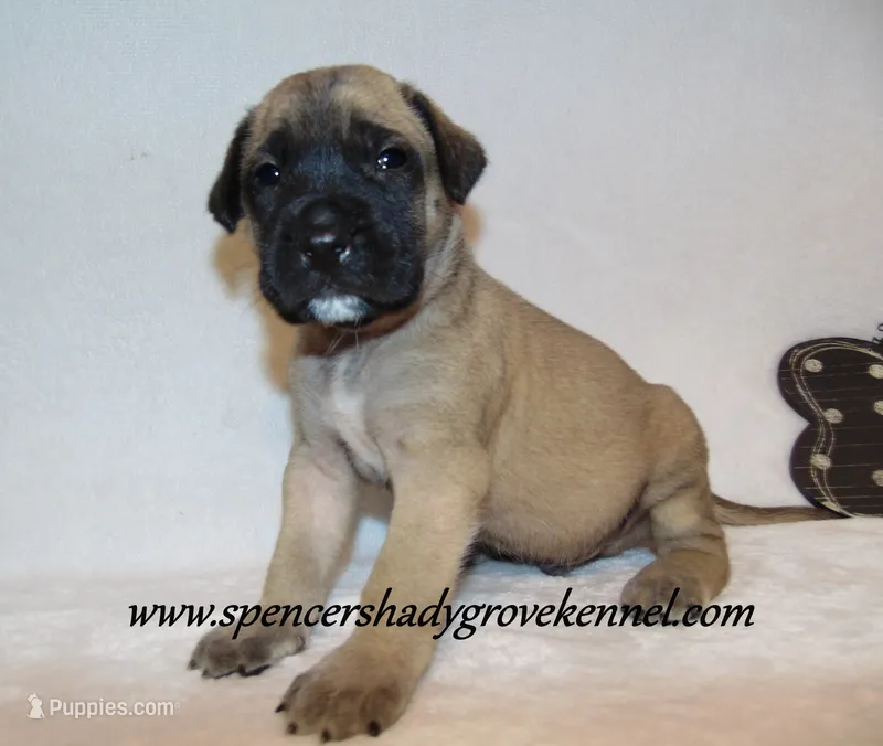 Hayes – English Mastiff puppy for sale in Cabool, MO