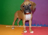 Sophie, a female Boxer for sale in Cabool, MO – 4 of 10