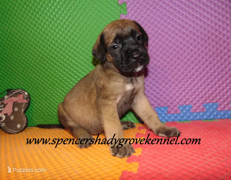 Daisy – English Mastiff puppy for sale in Cabool, MO