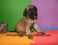Daisy, a female English Mastiff for sale in Cabool, MO – 9 of 10