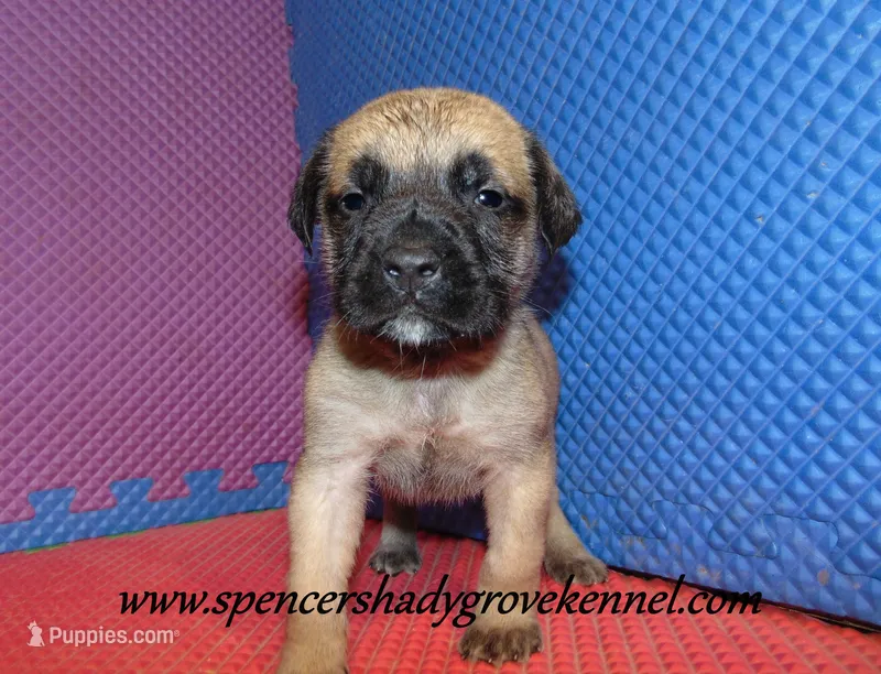 Delta  – English Mastiff puppy for sale in Cabool, MO