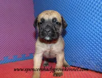 Delta , a female English Mastiff for sale in Cabool, MO – 1 of 10