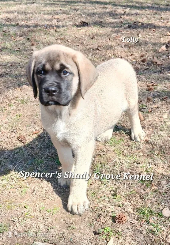 Lolly – English Mastiff puppy for sale in Cabool, MO