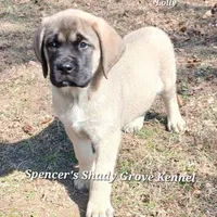 Lolly, a female English Mastiff for sale in Cabool, MO – Photo 5 of 10
