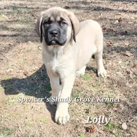 Lolly, a female English Mastiff for sale in Cabool, MO – Photo 6 of 10