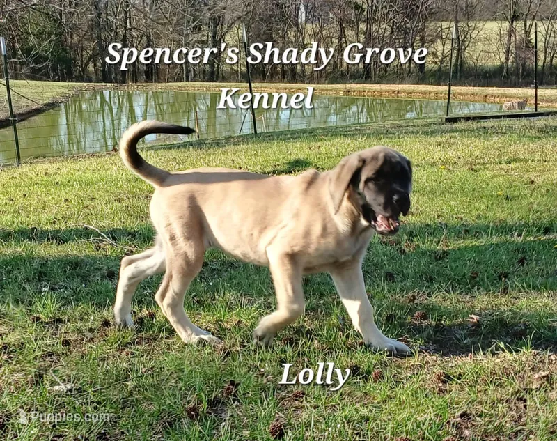 Lolly – English Mastiff puppy for sale in Cabool, MO