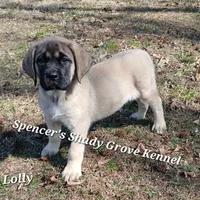 Lolly, a female English Mastiff for sale in Cabool, MO – Photo 4 of 10