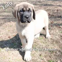 Lolly, a female English Mastiff for sale in Cabool, MO – Photo 2 of 10