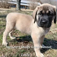 Lolly, a female English Mastiff for sale in Cabool, MO – Photo 10 of 10