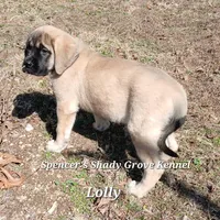Lolly, a female English Mastiff for sale in Cabool, MO – Photo 3 of 10
