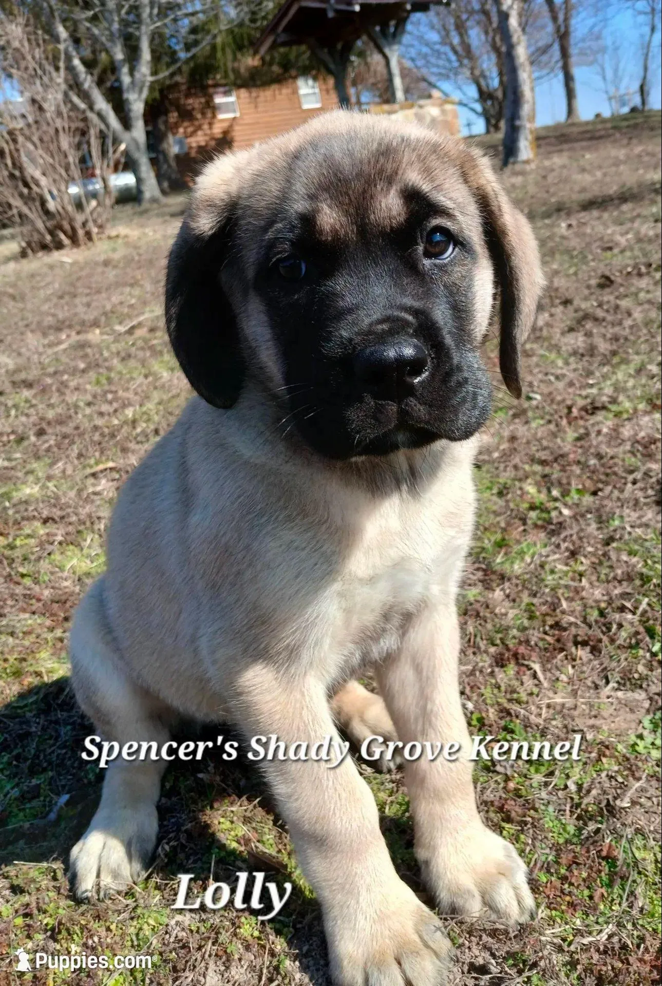 Lolly – English Mastiff puppy for sale in Cabool, MO
