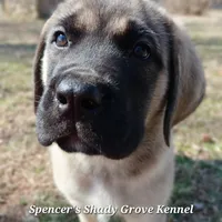 Lolly, a female English Mastiff for sale in Cabool, MO – Photo 8 of 10