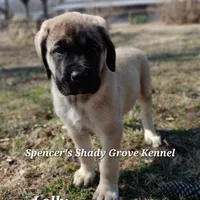 Lolly, a female English Mastiff for sale in Cabool, MO – Photo 7 of 10