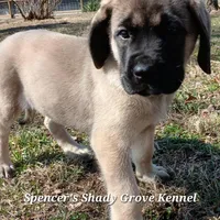 Lolly, a female English Mastiff for sale in Cabool, MO – Photo 9 of 10
