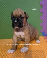 Sadie, a female Boxer for sale in Cabool, MO – 5 of 10