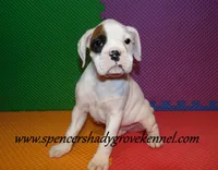 Fozzie, a male Boxer for sale in Cabool, MO – Photo 6 of 10