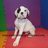 Fozzie, a male Boxer for sale in Cabool, MO – Photo 2 of 10