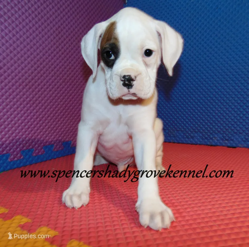 Fozzie – Boxer puppy for sale in Cabool, MO