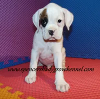 Fozzie, a male Boxer for sale in Cabool, MO – Photo 1 of 10