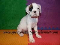 Fozzie, a male Boxer for sale in Cabool, MO – Photo 7 of 10