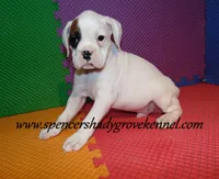 Fozzie, a male Boxer for sale in Cabool, MO – Photo 4 of 10