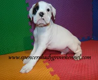 Fozzie, a male Boxer for sale in Cabool, MO – Photo 3 of 10