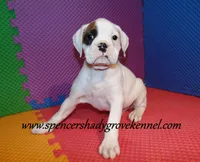Fozzie, a male Boxer for sale in Cabool, MO – Photo 5 of 10
