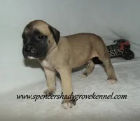 Hunter, a male English Mastiff for sale in Cabool, MO – 5 of 10