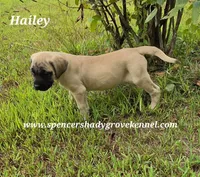 Hailey, a female English Mastiff for sale in Cabool, MO – 8 of 10