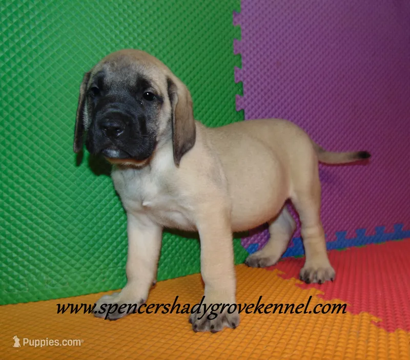 Dozer – English Mastiff puppy for sale in Cabool, MO