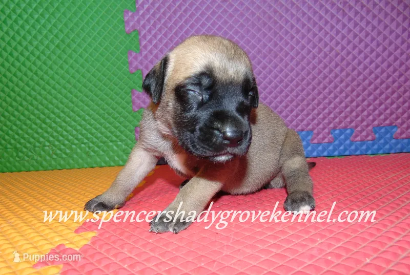 Hailey, a female English Mastiff for sale in Cabool, MO – 1 of 10
