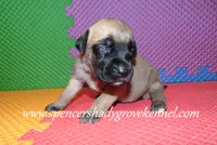 Hailey, a female English Mastiff for sale in Cabool, MO – 1 of 10