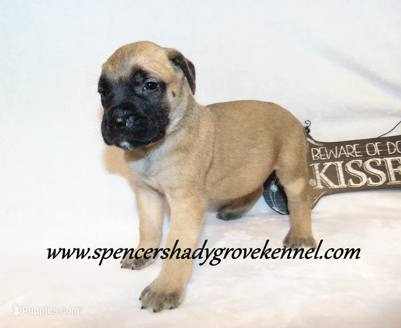Hailey – English Mastiff puppy for sale in Cabool, MO