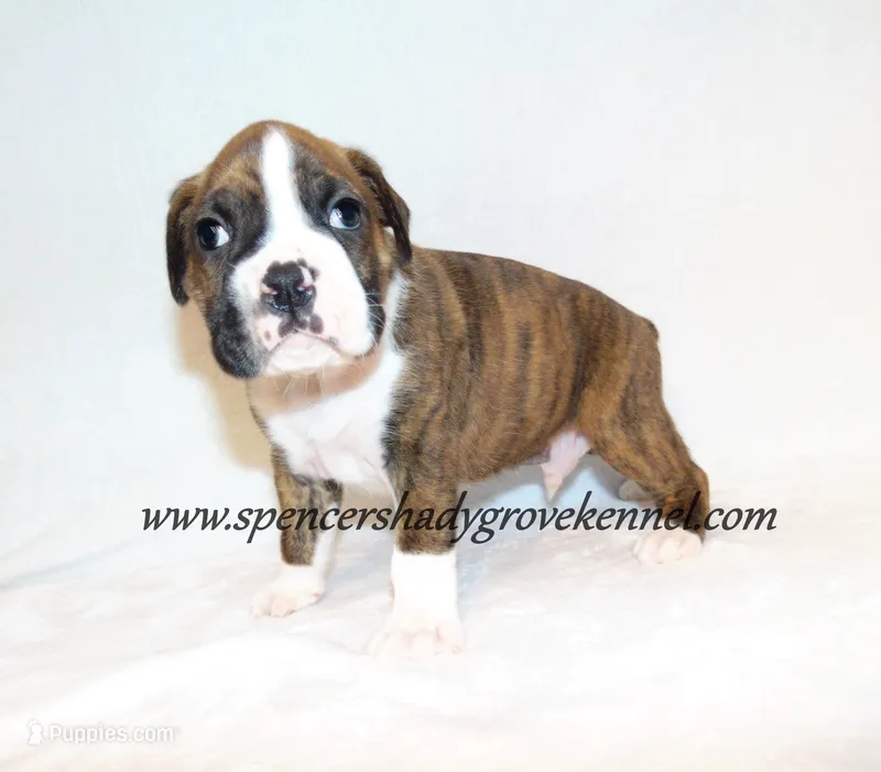 Dandy – Boxer puppy for sale in Cabool, MO
