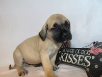 Delta , a female English Mastiff for sale in Cabool, MO – 10 of 10