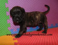 Duke, a male English Mastiff for sale in Cabool, MO – 9 of 10