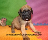 Daisy, a female English Mastiff for sale in Cabool, MO – 8 of 10