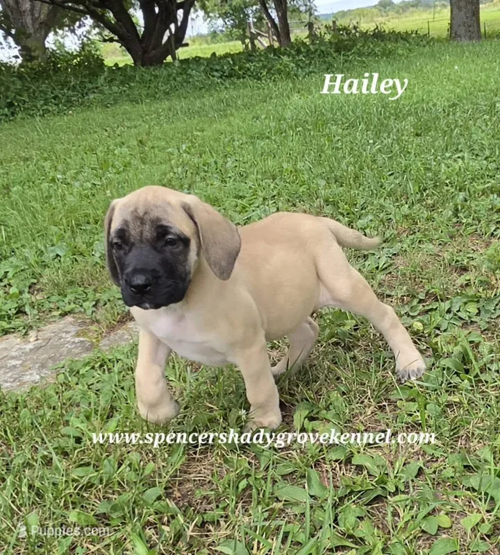 Hailey – English Mastiff puppy for sale in Cabool, MO
