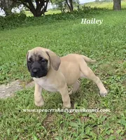 Hailey, a female English Mastiff for sale in Cabool, MO – 2 of 10