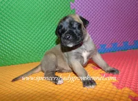 Hilda, a female English Mastiff for sale in Cabool, MO – 4 of 10