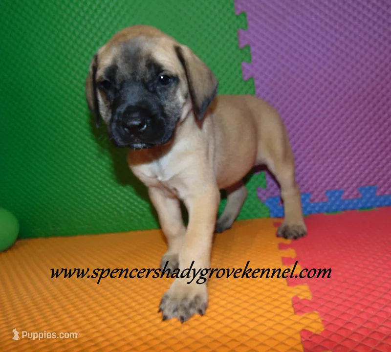 Hazel – English Mastiff puppy for sale in Cabool, MO
