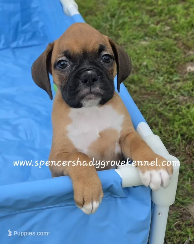 Sidney – Boxer puppy for sale in Cabool, MO