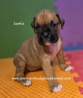 Sophie, a female Boxer for sale in Cabool, MO – 6 of 10