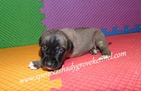 Honey, a female English Mastiff for sale in Cabool, MO – 4 of 10