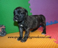 Dixie, a female English Mastiff for sale in Cabool, MO – 8 of 10